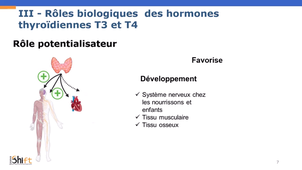 Endocrinologie - Hormones T3 et T4_v3.2.mp4