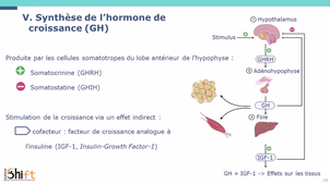 Physiologie - Endocrinologie - Complexe hypothalamo-hypophysaire_v3.8.mp4