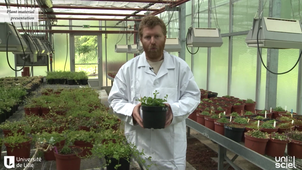 Production of healthy plant materials by shoot tip meristem culture