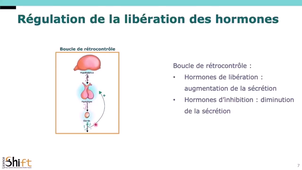 Physiologie - Endocrinologie - Mecanismes d'action_v3.6.mp4